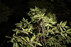 Atractocarpus chartaceus