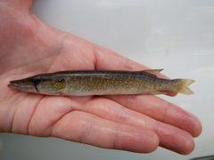 Esox americanus