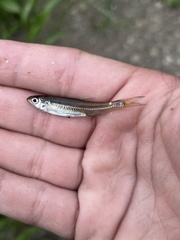 Notropis hudsonius