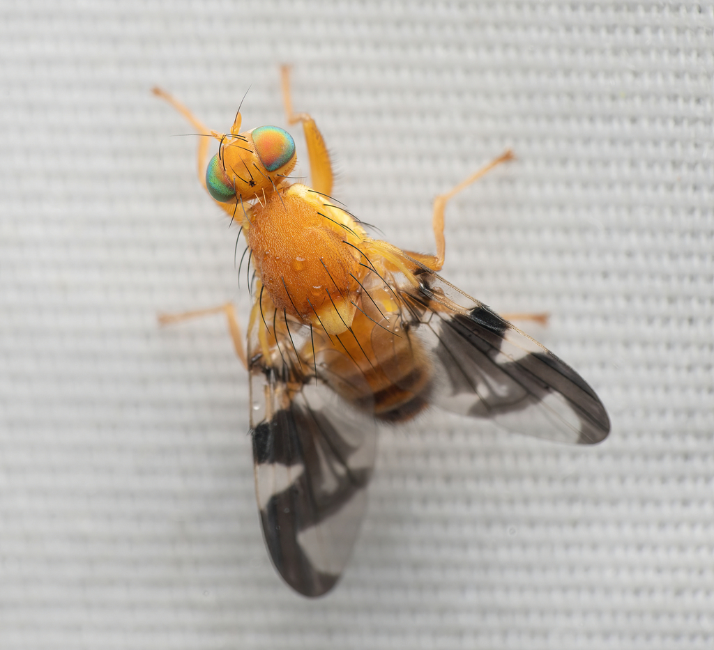 Walnut Husk Maggot Fly