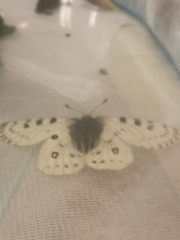 Parnassius