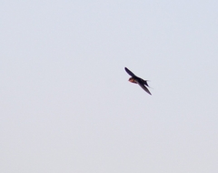 Hirundo rustica