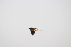Hirundo rustica