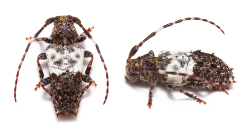 Pogonocherus hispidulus