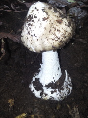 Amanita arocheae