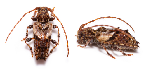 Pogonocherus hispidus