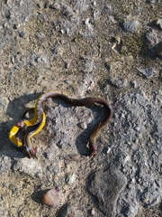 Erythrolamprus epinephalus opisthotaenius