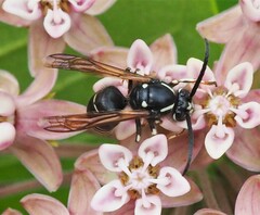Dolichovespula arctica