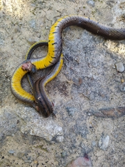Erythrolamprus epinephalus opisthotaenius