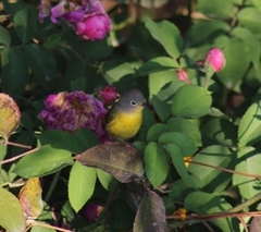 Leiothlypis ruficapilla