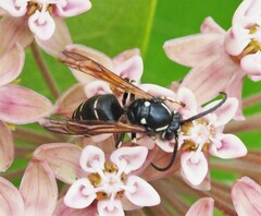 Dolichovespula arctica