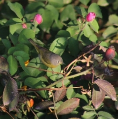 Leiothlypis ruficapilla