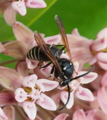 Dolichovespula arctica