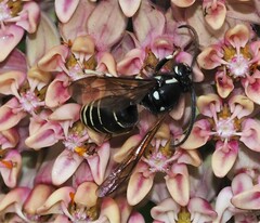 Dolichovespula arctica