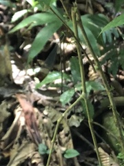 Mecistogaster linearis