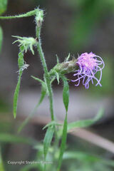 Liatris hirsuta