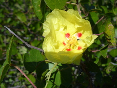 Gossypium davidsonii