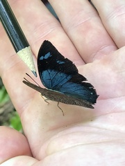 Charaxinae