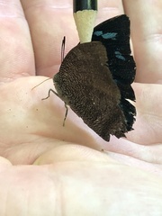 Charaxinae
