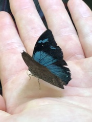 Charaxinae