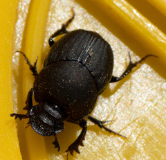 Onthophagus hecate