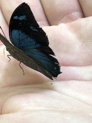 Charaxinae