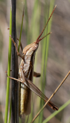 Mermiria intertexta