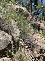 Hedeoma hyssopifolia