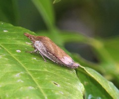 Traiguma