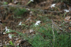 Dianthus arenarius