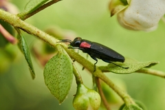 Romanophora verecunda