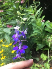 Delphinium ajacis