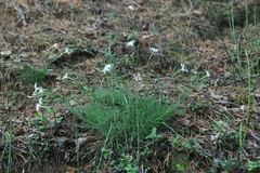 Dianthus arenarius