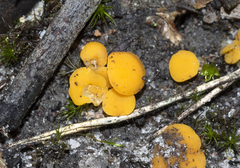 Phaeohelotium baileyanum