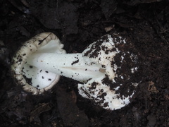 Amanita arocheae