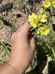 Lithospermum cobrense