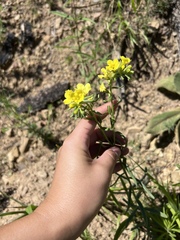 Lithospermum cobrense