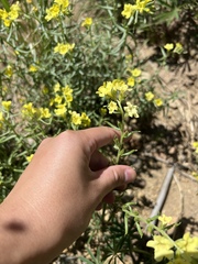 Lithospermum cobrense