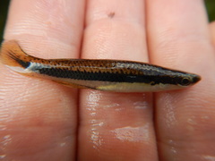 Fundulus olivaceus