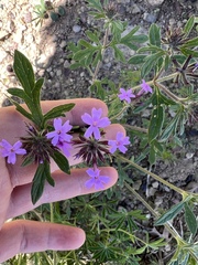 Glandularia chiricahensis