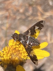 Exoprosopa dorcadion