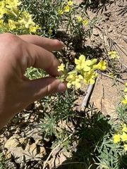 Lithospermum cobrense