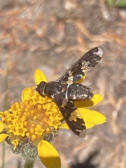 Exoprosopa dorcadion