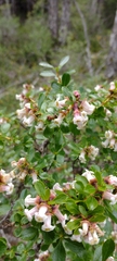 Escallonia alpina