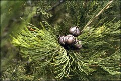 Callitris endlicheri