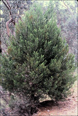 Callitris endlicheri