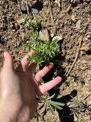 Galium mexicanum