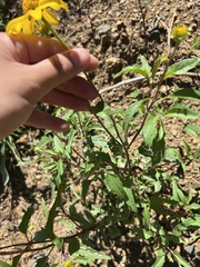 Heliopsis parvifolia