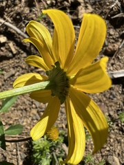 Heliopsis parvifolia