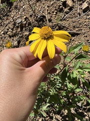 Heliopsis parvifolia